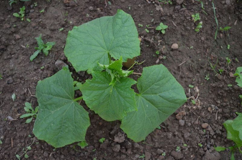 ��������� ������� ��� �������: ������� �������� ������� � �������