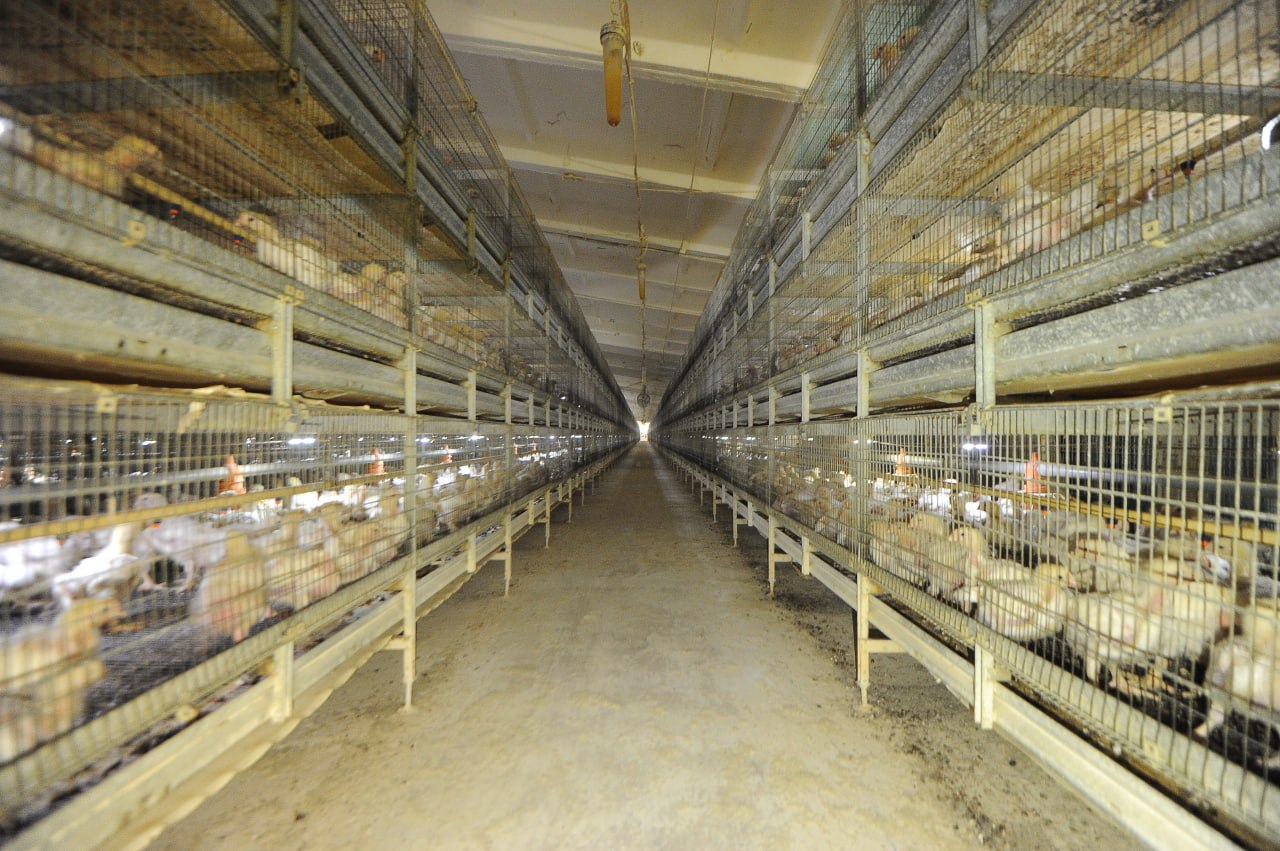 Местников и Терещенко обсудили запуск бройлера на птицефабрике