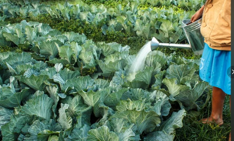 ������ ������ �������� ������� �����: ����������� ������������ � �������