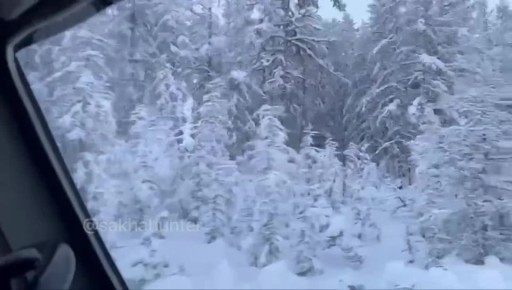 #Пушистыеновости: Лесной великан на трассе Верхневилюйск