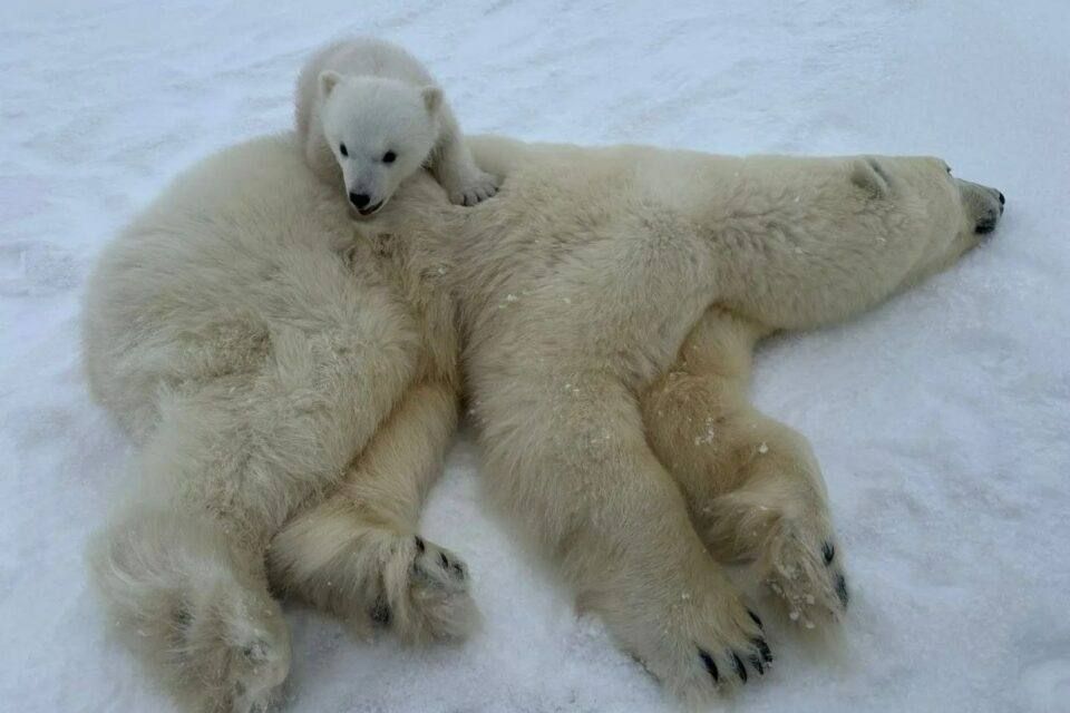 ����������� ������� ������ �� ����� ��������� � ������