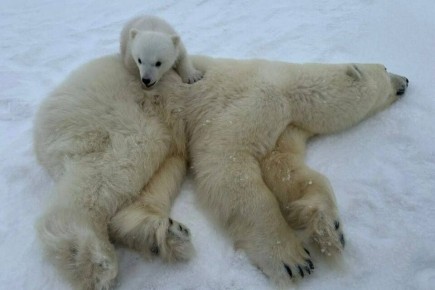 ����������� ������� ������ �� ����� ��������� � ������