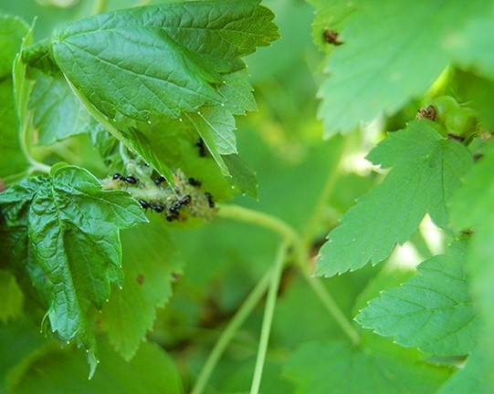 Муравьи в саду: союзники или враги?