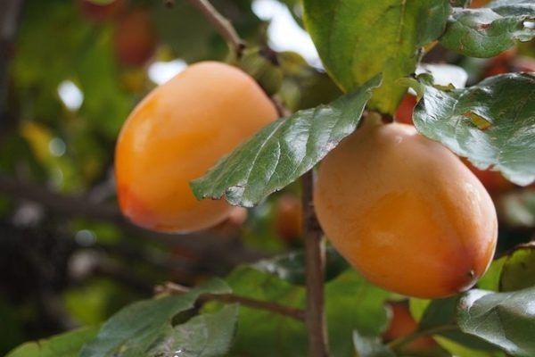 ����� �������: ������������ ��������� � ����������� ����������