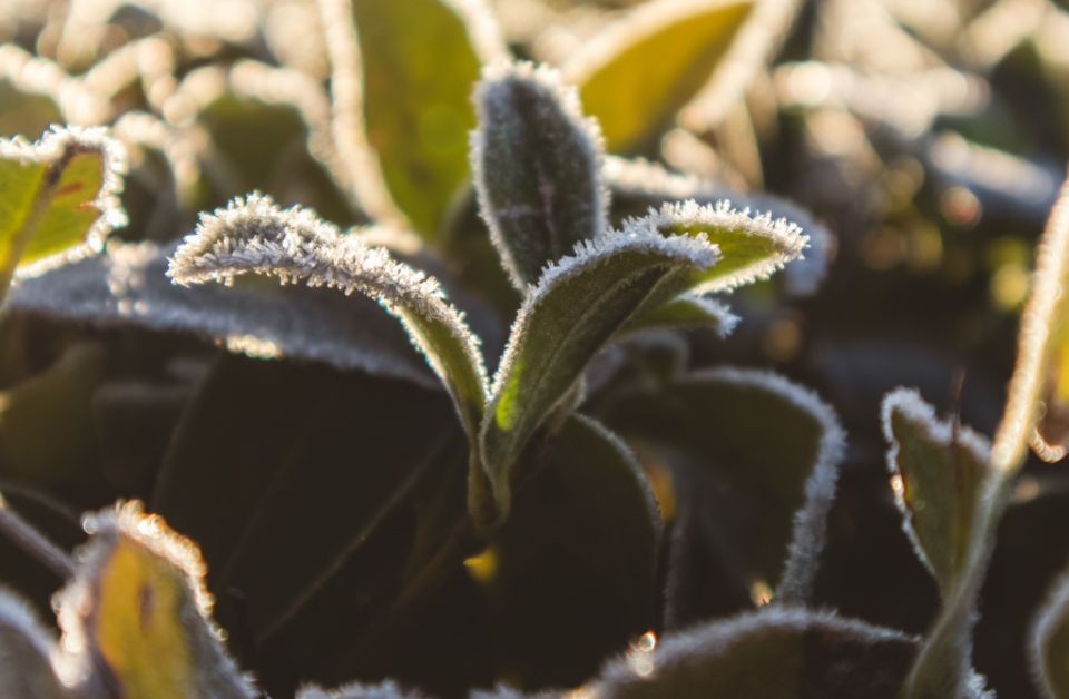 ��������� ��������� 2026 ����: ������ ���� � ���������� ��� �������