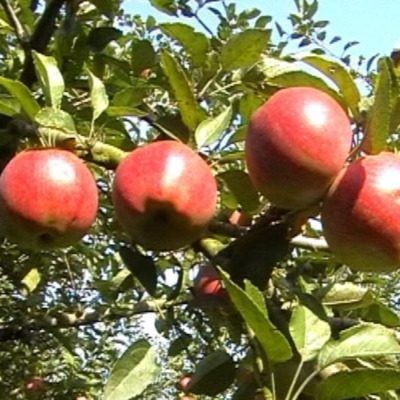 ������ ����� �������: ������� ������ �� ����� ����