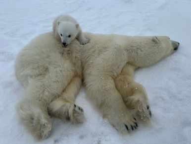 В «Медвежьих Островах» из берлоги вышли медведица Ньургуяна и малыш Никита