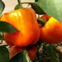 Перец Оранжевый король: как вырастить королевский урожай в теплице