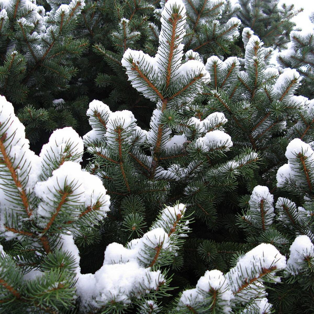 Лучшие советы по выбору и уходу за новогодней елью в 2025 году