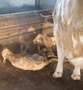 В Хайахсыте у фермера родились телята-двойняшки