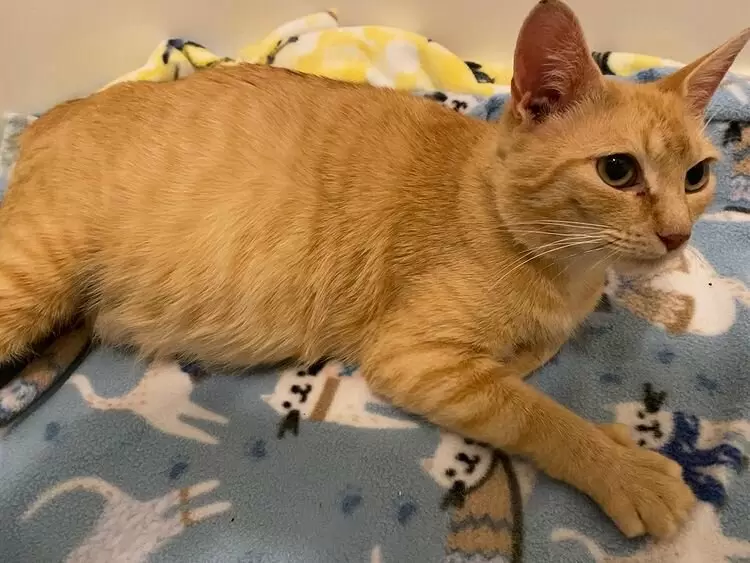 Неожиданный обитатель нового дома: история о рыжей кошке и ее котятах