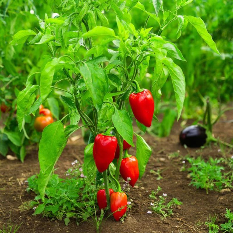 ��� ��������� ������� �����: �� ������� �� ����� ������