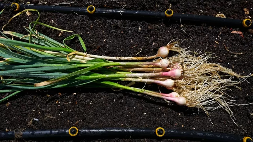 Как правильный отбор чеснока обеспечивает рекордный урожай