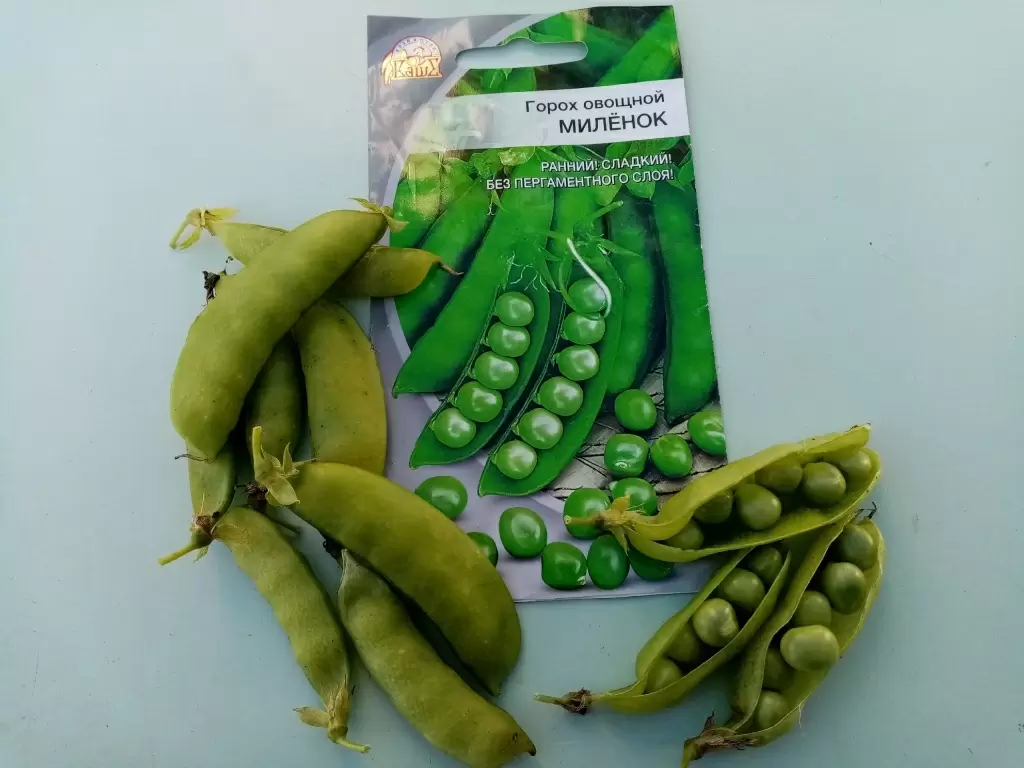 Горох «Миленок»: идеальный выбор для легкого и вкусного урожая