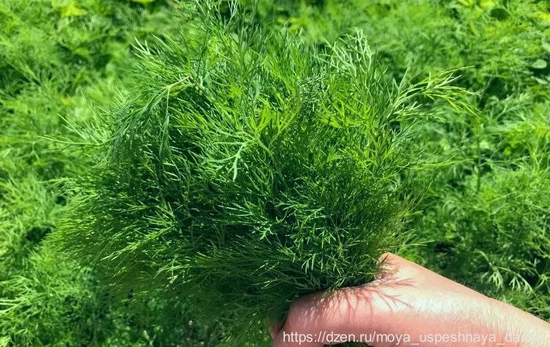 ��� ��������� ��������� �����: ����������� ����� � ������� ��������