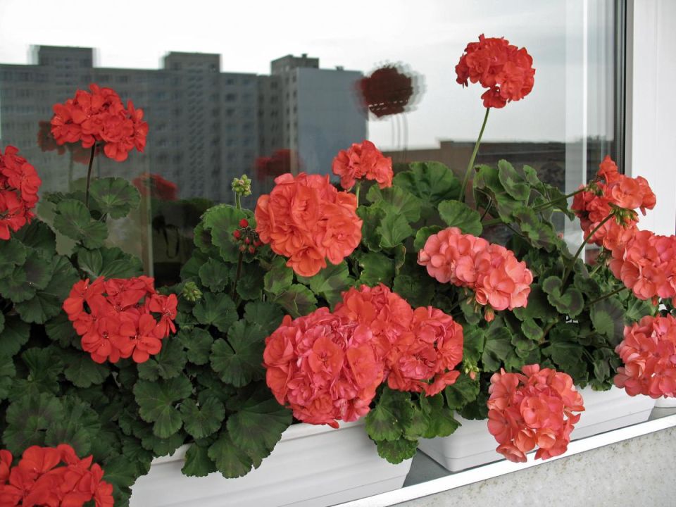 ��� ������� ������ ��������: ������� ������ �� �����