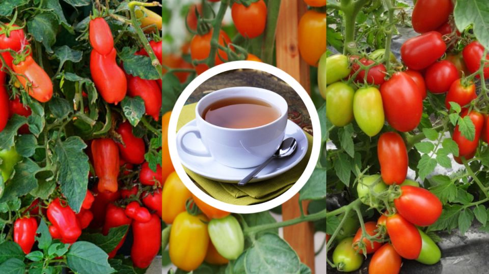 ������ ��� ��������� ������: �������� ������� ��������� ������