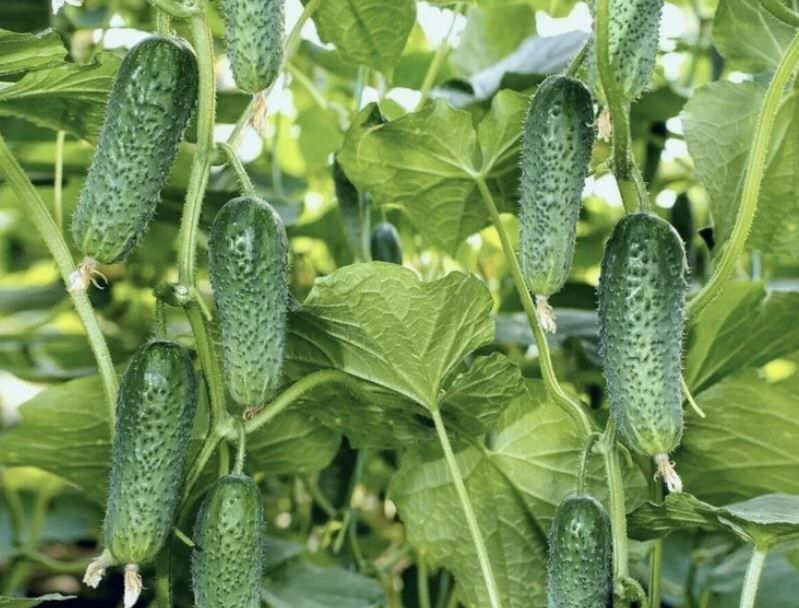 ��� ��������� ������ � �������� ������: ��������� ����������� ��� ��������� ������