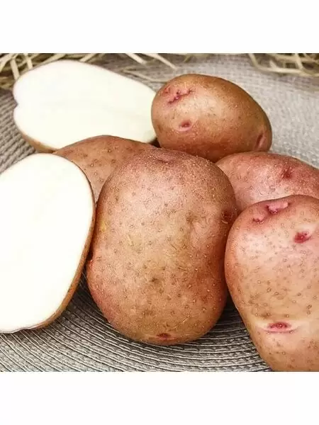 Картофель Красавчик: ранний сорт с красной кожурой и отличной лежкостью