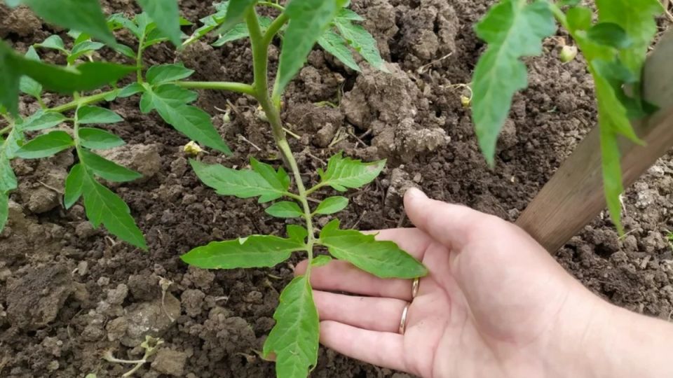 ��� ������� ������� ������� ������� ��������� ������ ������� �� ����