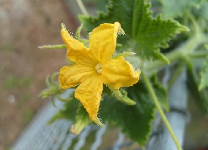 ��� �������� ����� ������� �� ������ ����������: ������� ������ ��� ��������