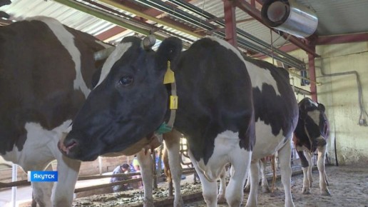 Зимовка скота в Якутии проходит стабильно