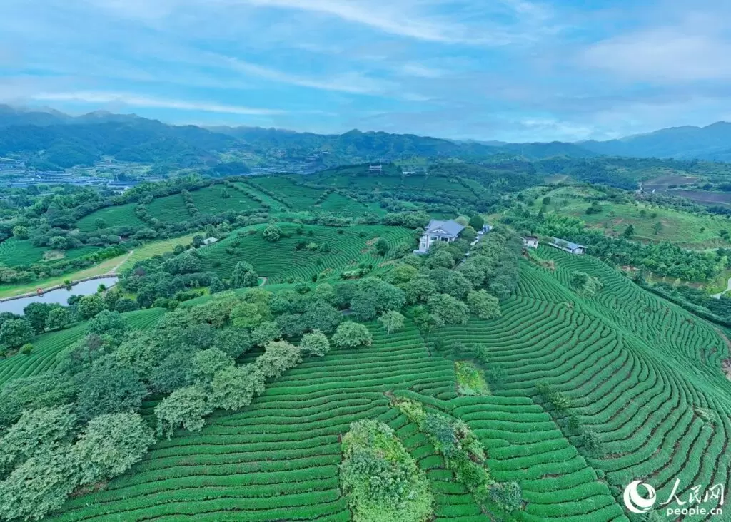 Чай с молоком: Мифы и реальность о молочных улунах