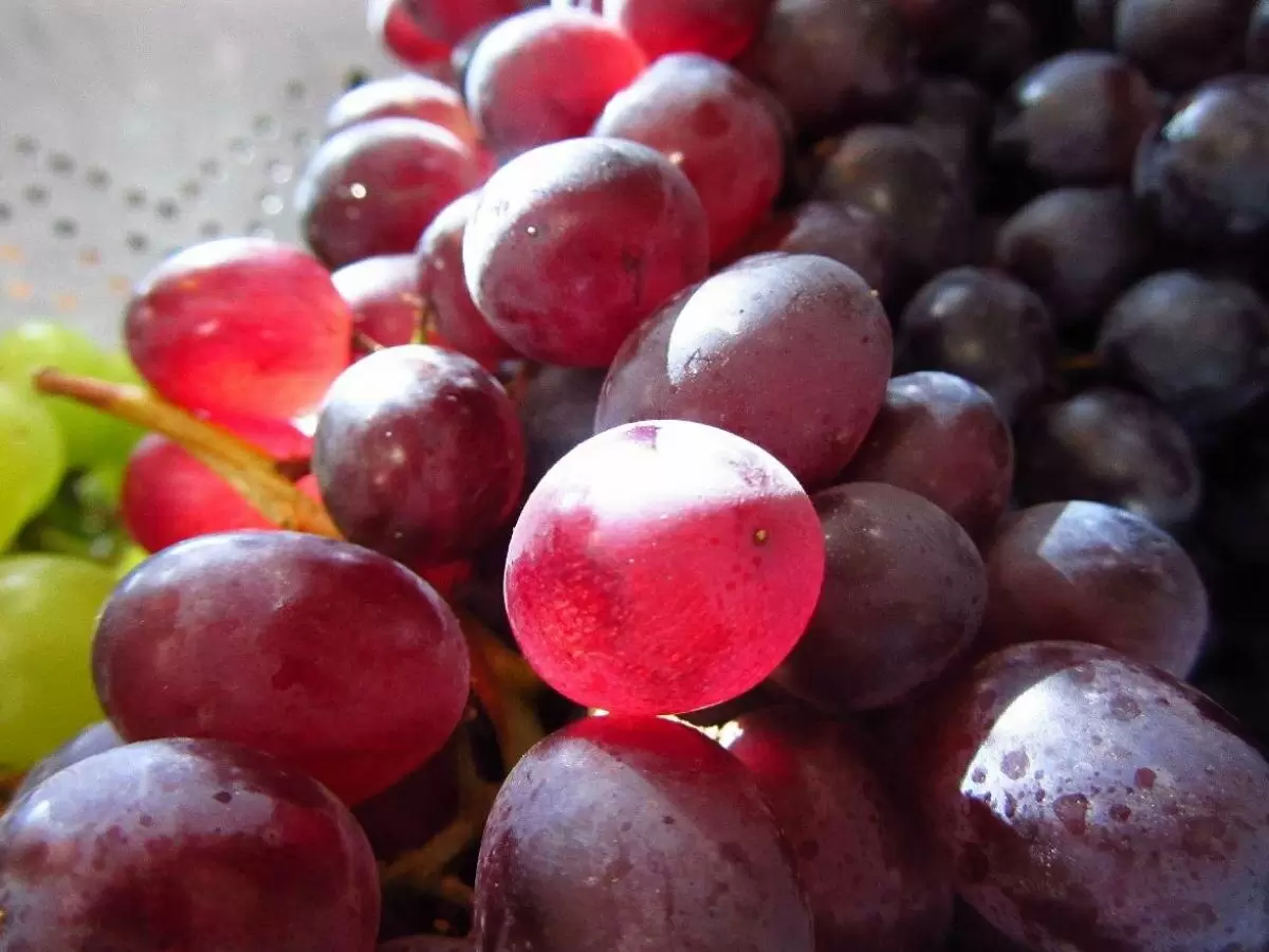 Ключевые подкормки для винограда в августе