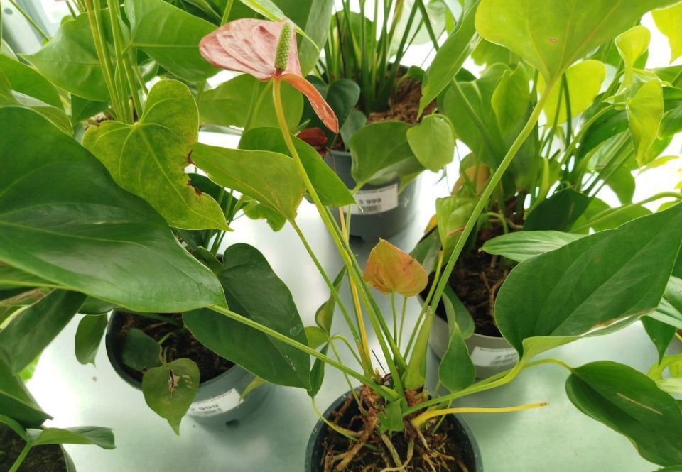 ��� ��������� �� ����������: ������� ����� �� ���� ������������ �������