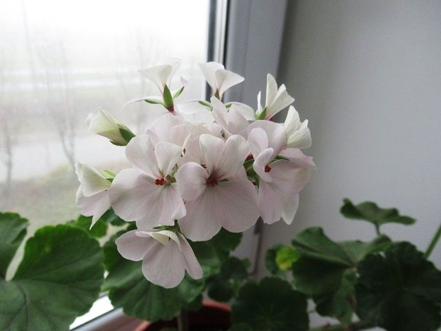 ��������� ������� ��� ������� ����������