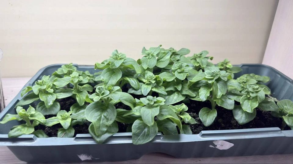 ������� ������� ���������� ��������� ������