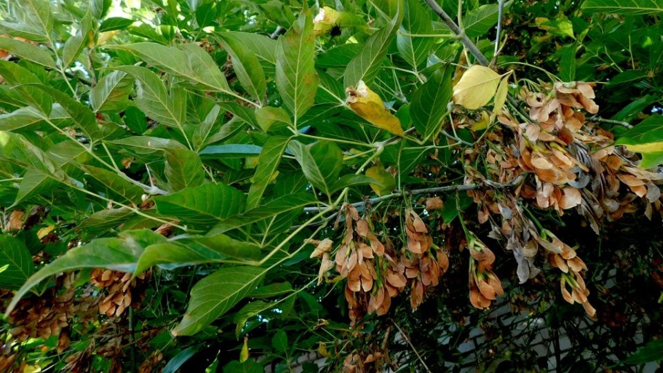 ������ �� ������������ ����: ����� ������� ��� ��������