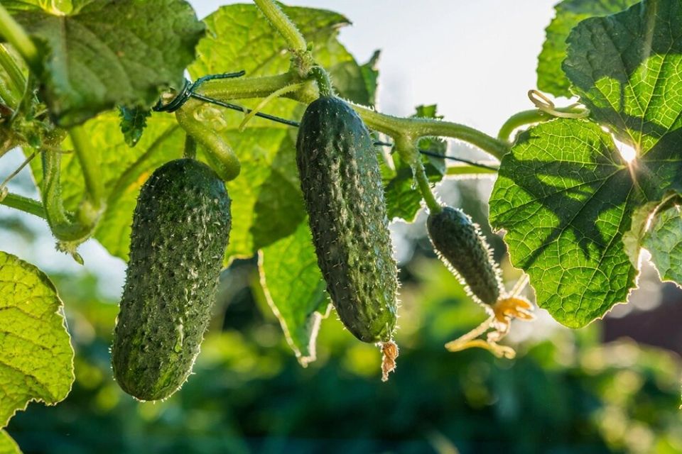 ��� �������� ����� �������: ������ ��� ��������