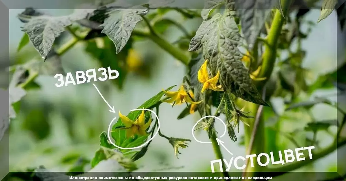 Забота о томатах в августе: как максимизировать урожай и предотвратить болезни