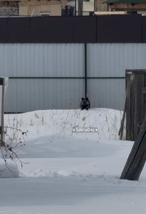 ��������: ��� �� ����� � ����������� �������� �������� �� ����-�������� � �����������