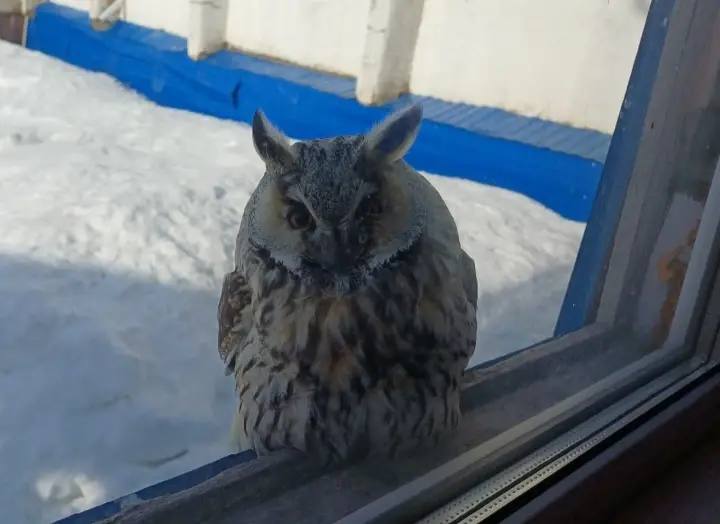 Удивительный визит. Сова решила проконтролировать подготовку к уроку физической культуры в Майской средней общеобразовательной школе имени Е.Л. Чистякова