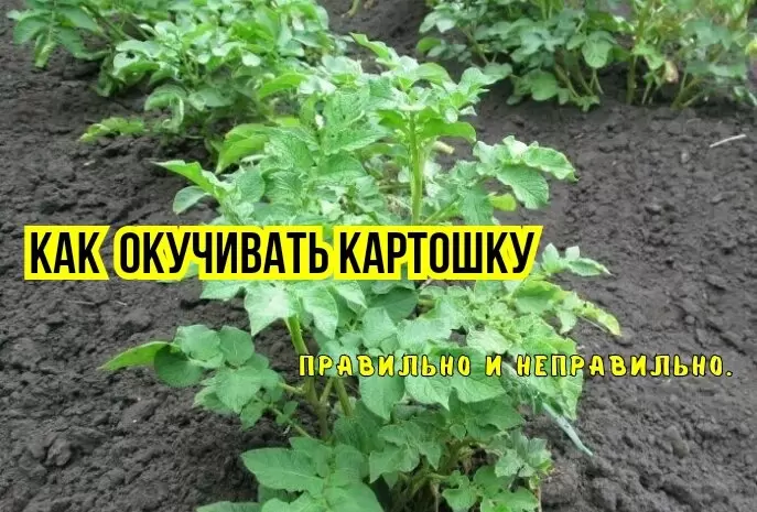 Как увидеть свои огородные ошибки в окучивании картофеля и получить крупные клубни