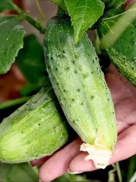 Огурец Чечель: идеальное решение для ранних урожаев