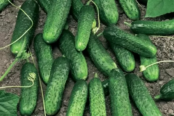 Огурец Любимый: как добиться великолепного урожая в 2025 году