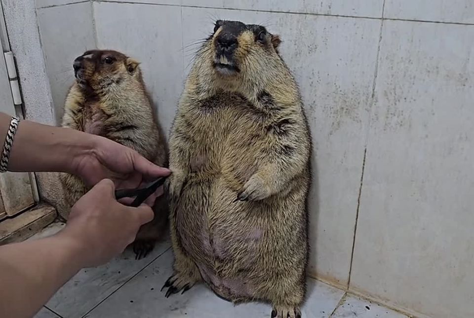 #���������������: ��� �� ������ � ��������?