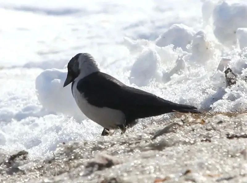 ������ ����� ������ � �������� ������ ����