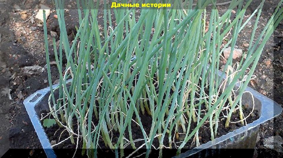 ��� ��������� ��� �� ���� �� �����: ������� �������� ���������