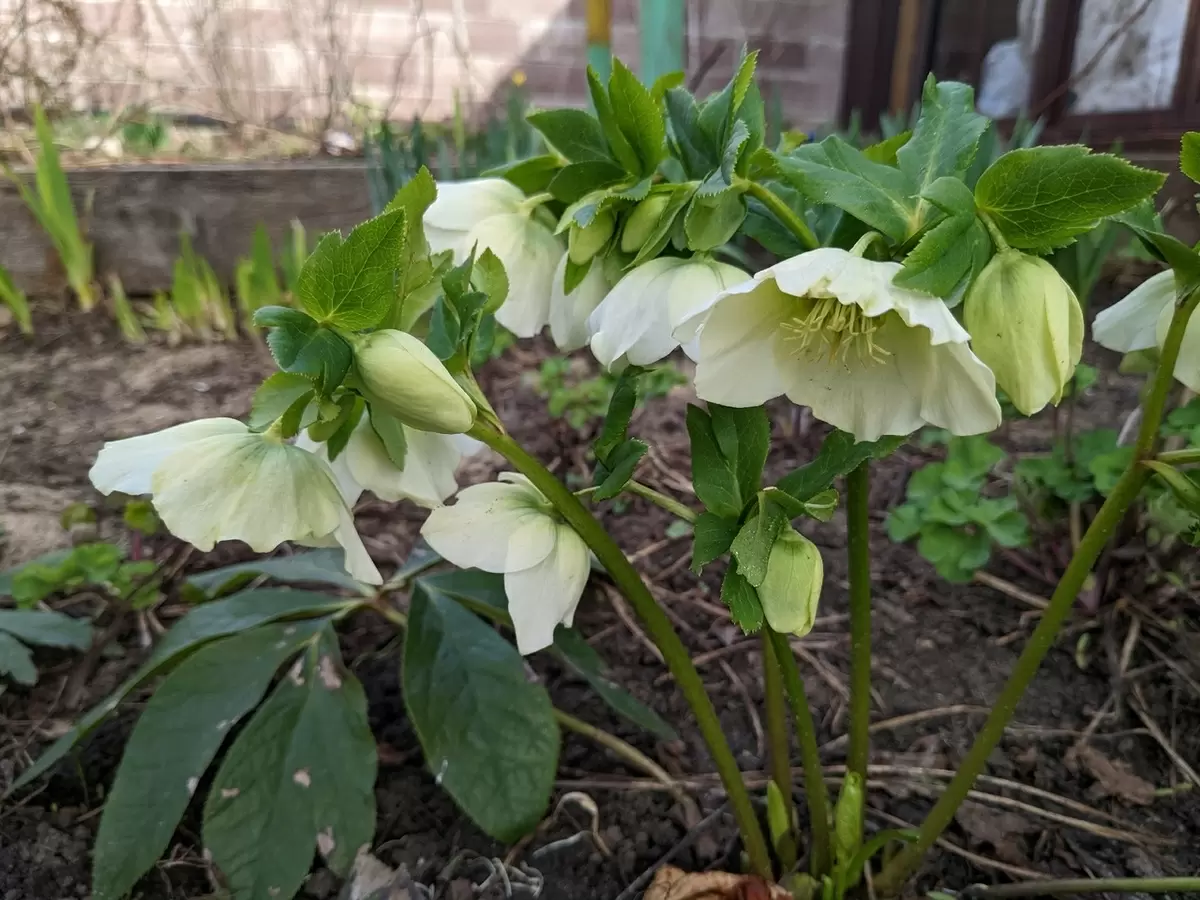 Сад мечтателя: как создать красоту без больших затрат