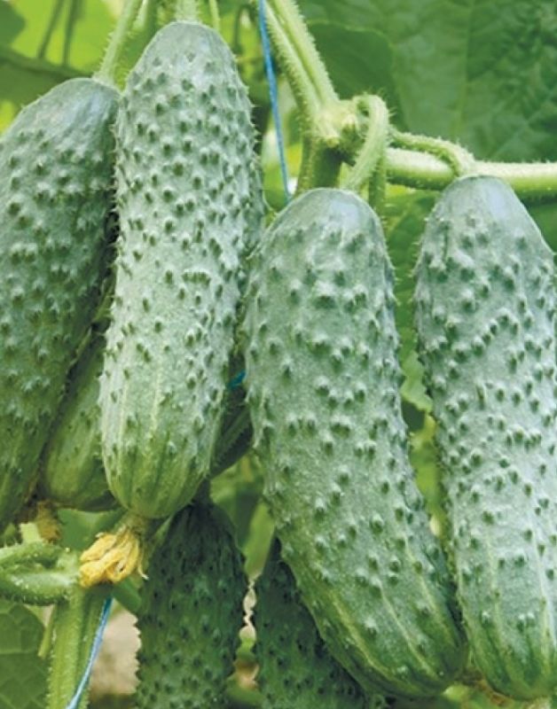 ��� �������� ���������� ������ �������: ������� ��������� �������� � ������