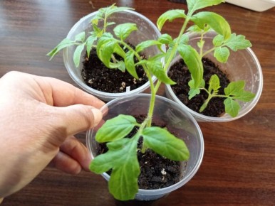 Когда рассада томатов не растет: советы по исправлению ситуации