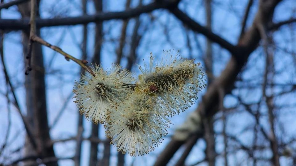 ��� ��������� �������� ������ �������: �������� � �������