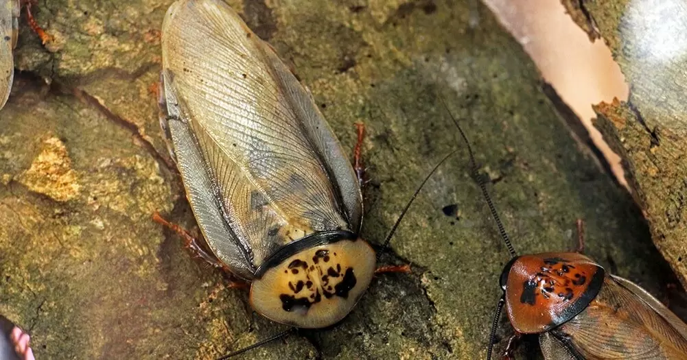 Тараканы: кто из них умеет летать и почему это важно?