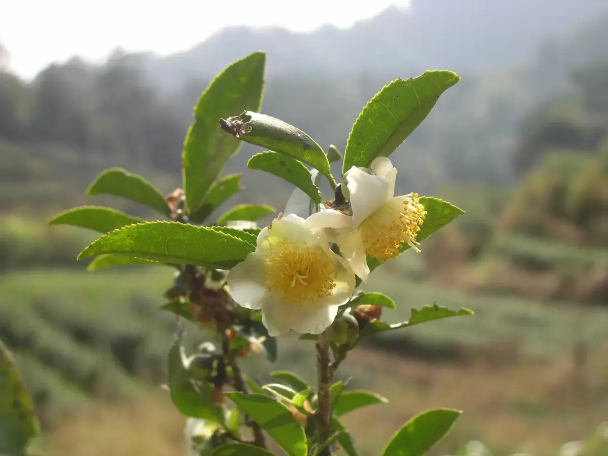 Удивительный мир чая: мифы, факты и традиции