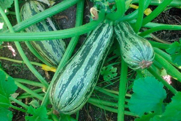 ������� �����: ��� ������� � ������������ �� ���������