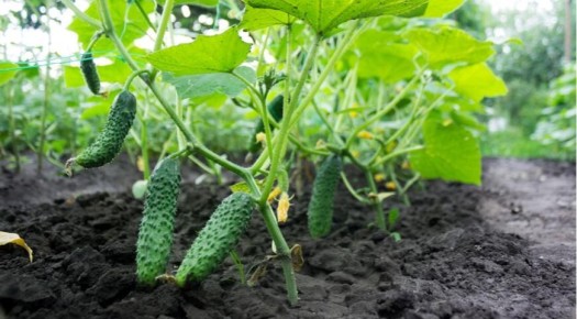 ��������� ������ ������� � ������� ������: ������� �������